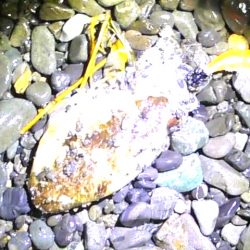 石津浜コウイカエギング、その後湾内に移動太刀魚釣り